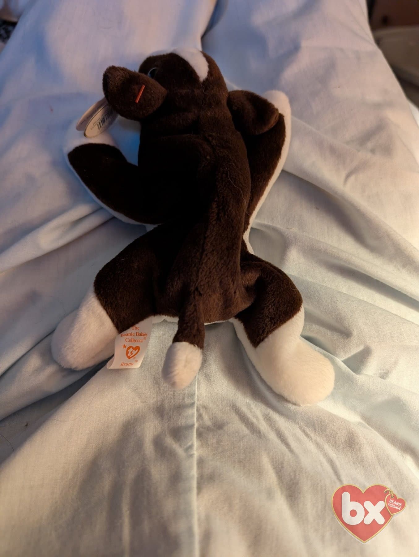 Bruno the Dog — Ty Beanie Baby (photo 3)