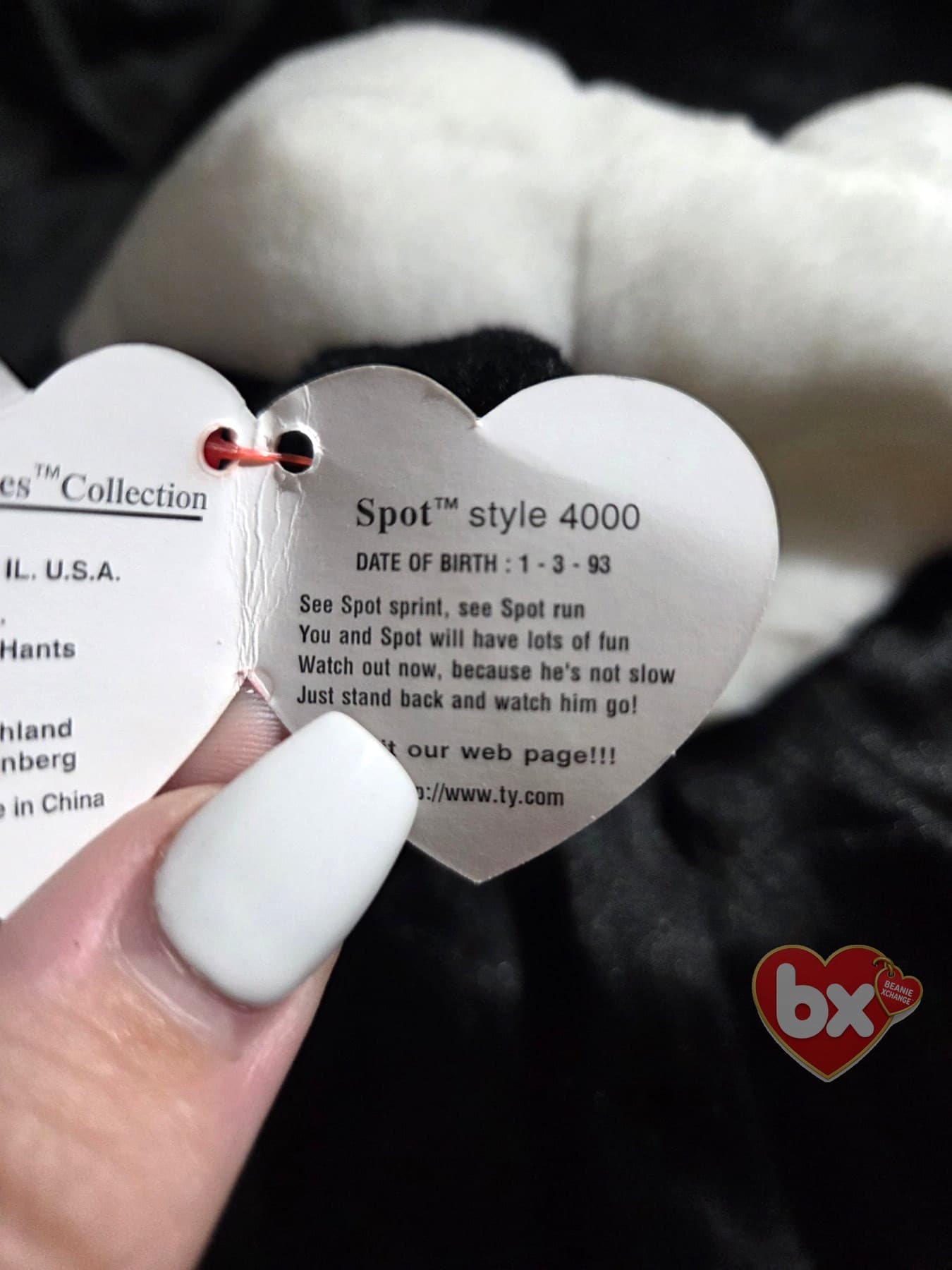 Spot — Ty Beanie Baby dog (1993) (photo 4)