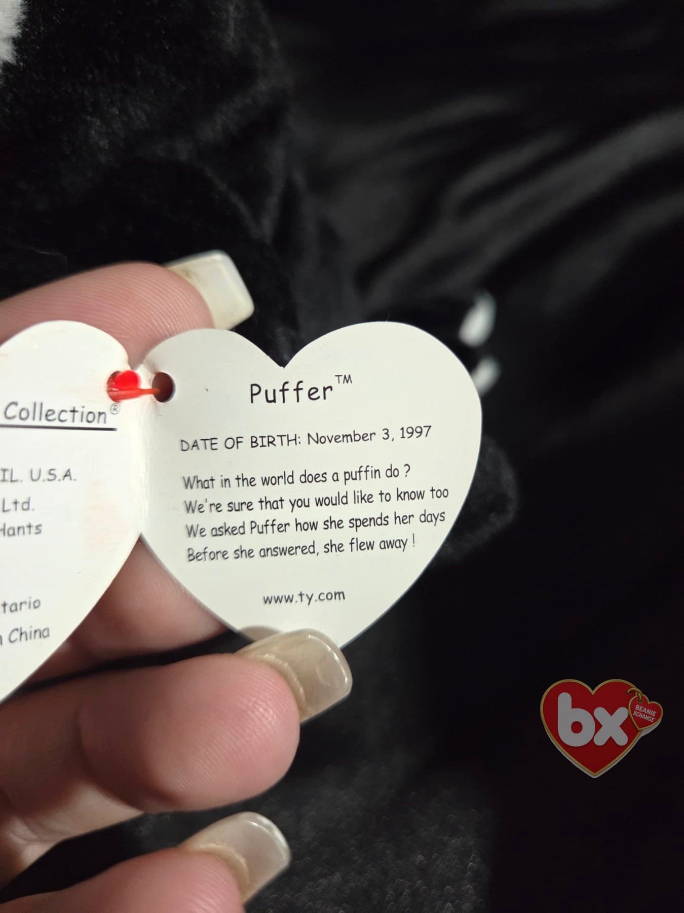 Puffer — Ty Beanie Baby puffin (1998) (photo 3)