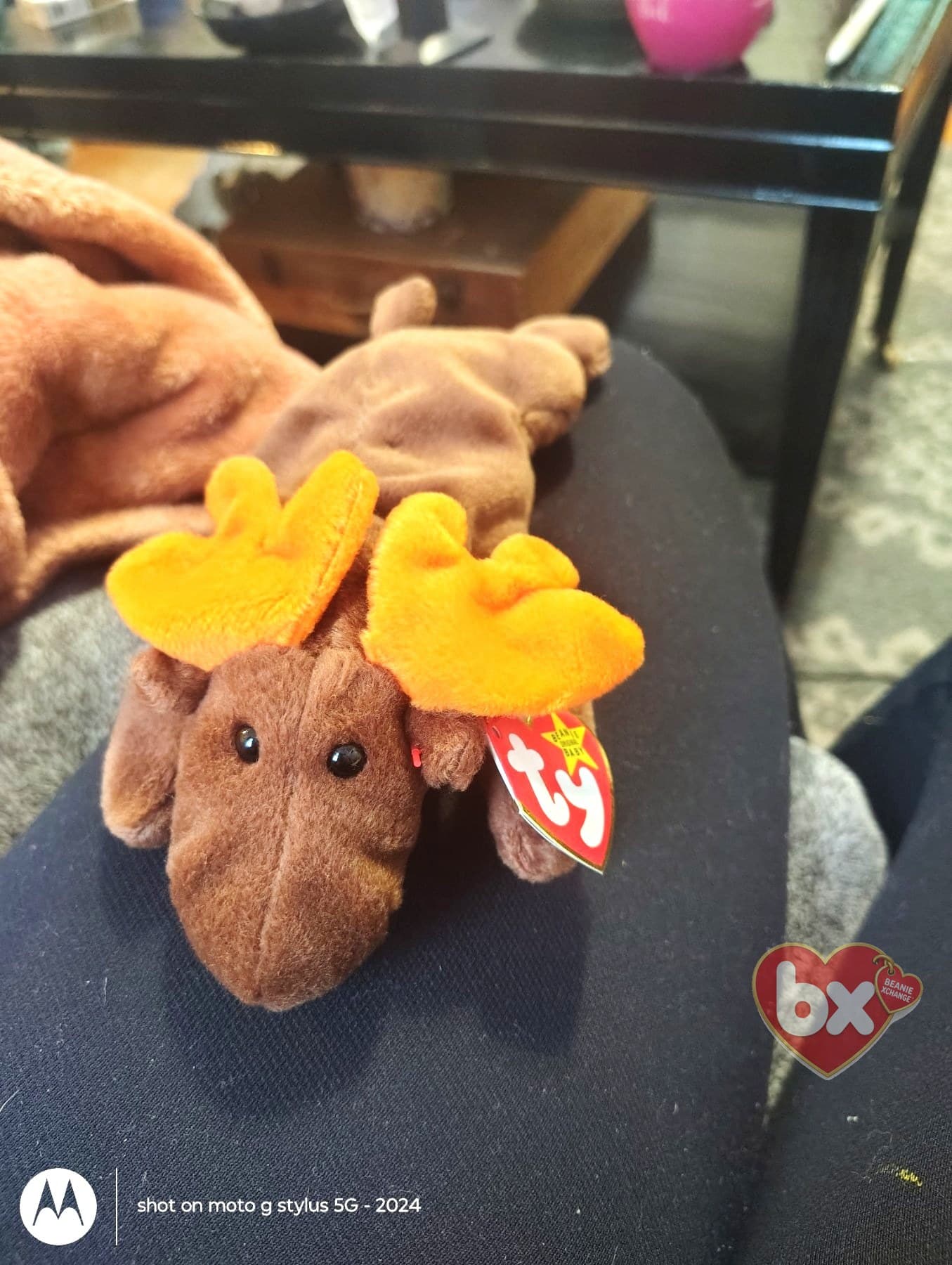 Chocolate — Ty Beanie Baby