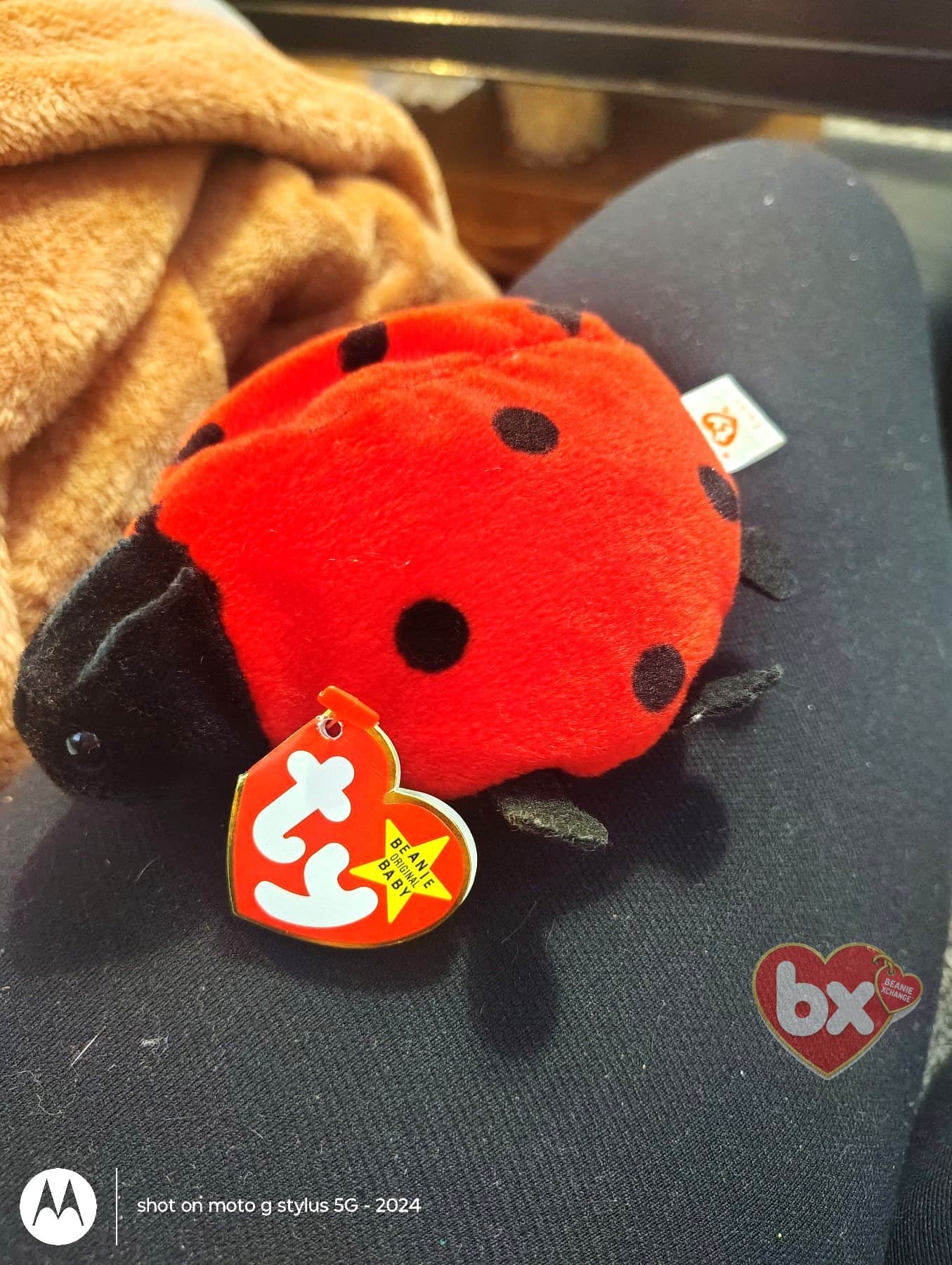 Lucky (all versions) — Ty Beanie Baby ladybug Lucky (all versions) — Ty Beanie Baby ladybug