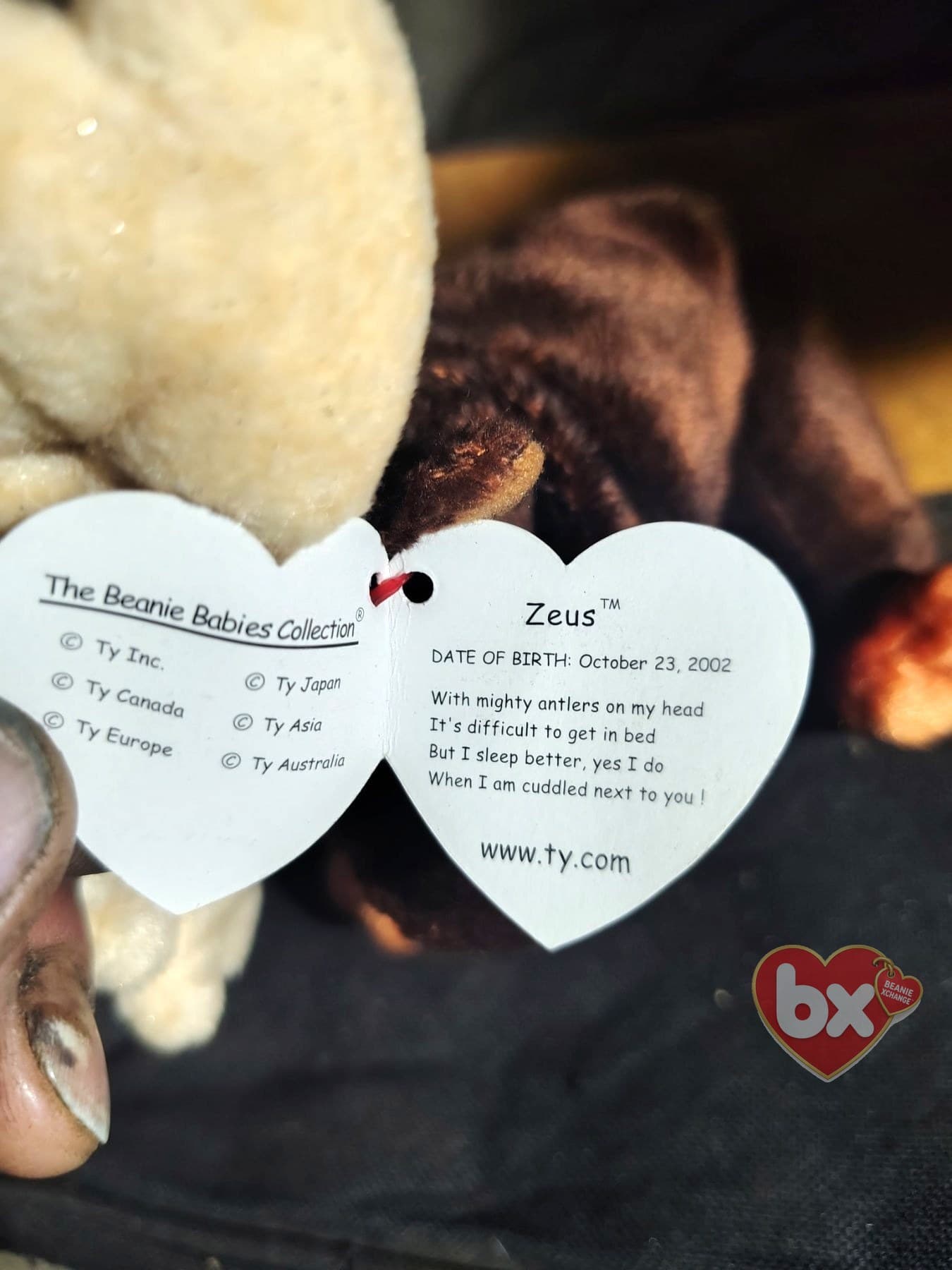 Zeus — Ty Beanie Baby moose Zeus — Ty Beanie Baby moose